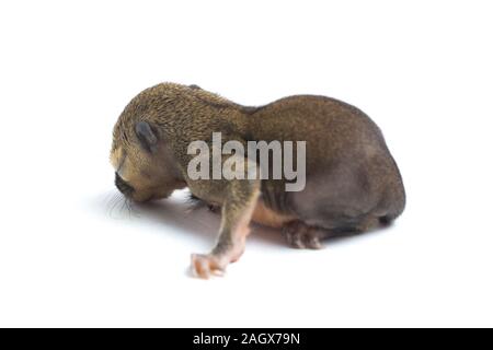 Das baby Wegerich Eichhörnchen, orientalische Eichhörnchen oder dreifarbige Eichhörnchen (callosciurus Notatus) auf weißem Hintergrund Stockfoto