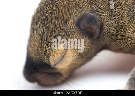 Das baby Wegerich Eichhörnchen, orientalische Eichhörnchen oder dreifarbige Eichhörnchen (callosciurus Notatus) auf weißem Hintergrund Stockfoto