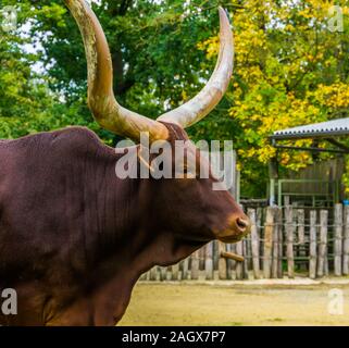 Das Gesicht eines Ankole watusi in Nahaufnahme, populären amerikanischen Kuh Rasse mit großen Hörnern Stockfoto