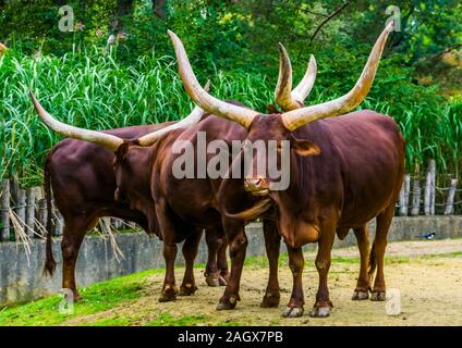 Herde von Ankole Watusi zusammen auf der Weide, populären amerikanischen Kuh Rasse mit großen Hörnern Stockfoto