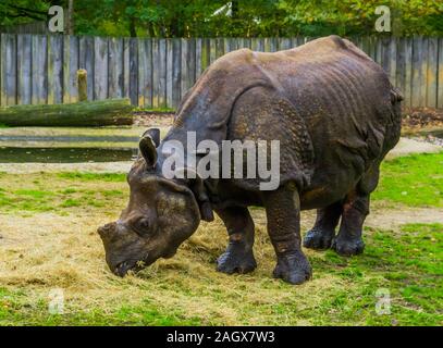 Große indische Nashorn Heu Essen, Diät eines Rhino, gefährdete Tierart aus Indien Stockfoto