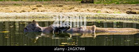 Große indische Nashorn in der Badewanne, Rhino im Wasser, gefährdete Tierart aus Indien Stockfoto