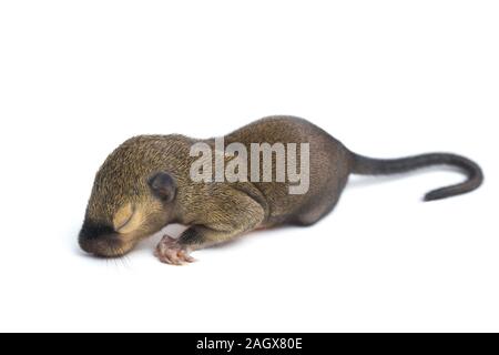 Das baby Wegerich Eichhörnchen, orientalische Eichhörnchen oder dreifarbige Eichhörnchen (callosciurus Notatus) auf weißem Hintergrund Stockfoto