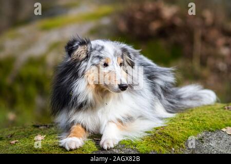 Sheltie (Shetland Sheepdog) liegt auf einem Felsen Stockfoto