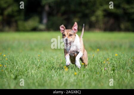 American Staffordshire Terrier, der auf einer Wiese Stockfoto