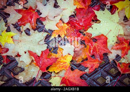 Blätter auf der Werkbank, Hyde Park, Chicago, Illinois, USA Stockfoto