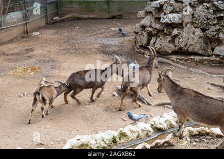 Eine Familie von Bergziegen in künstlichen Berg in Athen Park Zoo Stockfoto