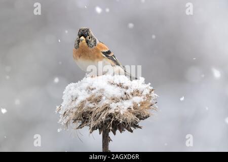 Portrait von bergfink auf Thistle Blume unter Schneefall (Fringilla montifringilla) Stockfoto