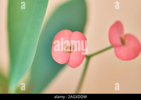 Euphorbia milii, saftigen Bush als Christus Thorn, Blumen und Thorn bekannt, Nahaufnahme, Fotografie Stockfoto