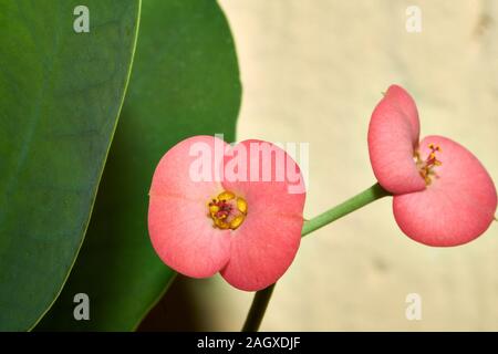 Euphorbia milii, saftigen Bush als Christus Thorn, Blumen und Thorn bekannt, Nahaufnahme, Fotografie Stockfoto