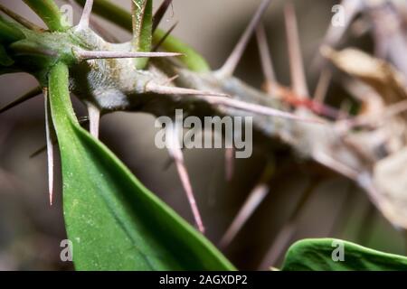 Euphorbia milii, saftigen Bush als Christus Thorn, Blumen und Thorn bekannt, Nahaufnahme, Fotografie Stockfoto