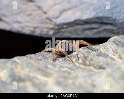 Ein kleiner Wolf Spider auf Schiefer, Pardose sp Stockfoto