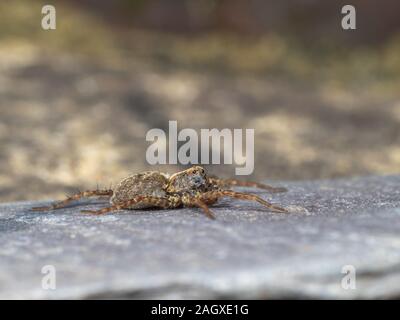 Ein kleiner Wolf Spider auf Schiefer, Pardose sp Stockfoto