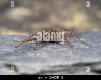 Ein kleiner Wolf Spider auf Schiefer, Pardose sp Stockfoto
