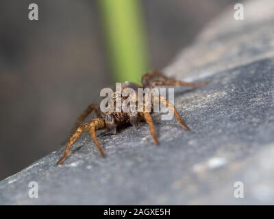 Ein kleiner Wolf Spider auf Schiefer, Pardose sp Stockfoto