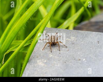 Ein kleiner Wolf Spider auf Schiefer, Pardose sp Stockfoto
