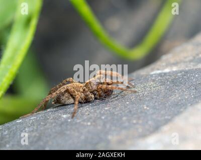 Ein kleiner Wolf Spider auf Schiefer, Pardose sp Stockfoto