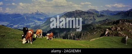 Berg Tagebuch Kühe grasen. Kitzbüheler Alpen Kitzbühel. Österreich. Europa Stockfoto