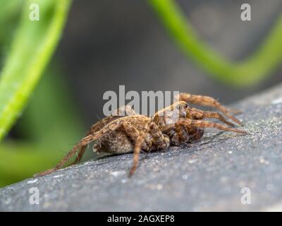 Ein kleiner Wolf Spider auf Schiefer, Pardose sp Stockfoto