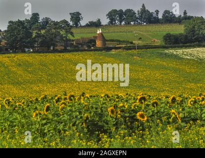 Sonnenblumenfeld und Oast House in der Nähe von Lamberhurst. Kent. England. UK Stockfoto