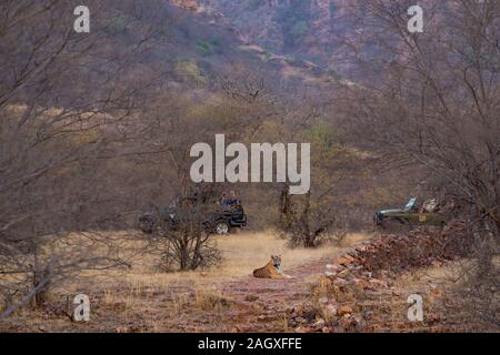 Malerische Bild der männlichen Tiger, Safari Fahrzeuge und die Landschaft von Ranthambore Nationalpark oder Tiger Reserve, Rajasthan, Indien - Panthera tigris Stockfoto