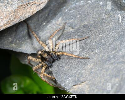 Ein kleiner Wolf Spider auf Schiefer, Pardose sp Stockfoto
