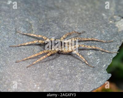 Ein kleiner Wolf Spider auf Schiefer, Pardose sp Stockfoto