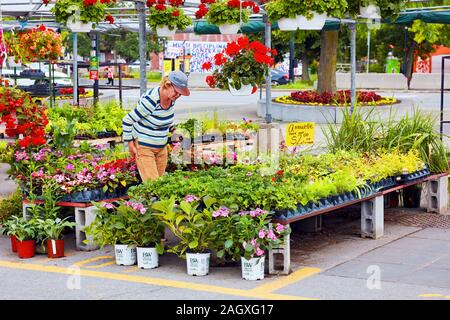 Montreal, Kanada - Juni, 2018: Ältere Frau an der Pflanzen und Blumen auf den Stall von outdoor Flower Shop in Atwater Market in Montreal suchen Stockfoto