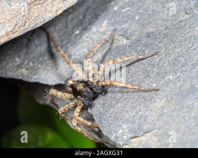 Ein kleiner Wolf Spider auf Schiefer, Pardose sp Stockfoto