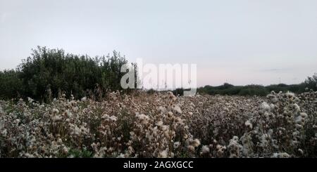 Abends auf der Wiese. Wunderbaren Sonnenuntergang. Blühende Distel. Stockfoto