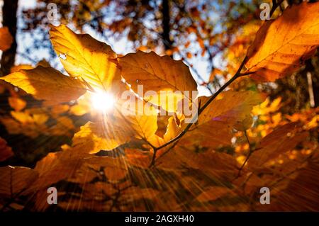 Sunbeam, Reißt die goldenen Blätter einer gemeinsamen Strand Baum Stockfoto