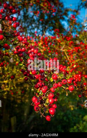 Im Herbst nähert sich der Weißdorn-Beeren sind hell und Rot ein alltäglicher Anblick in Hecken Stockfoto