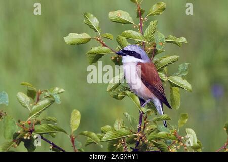 Neuntöter Stockfoto