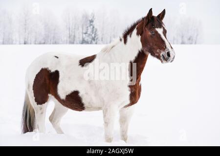 Braune und weiße Pferd stehend im Schnee, Winter Landschaft mit unscharfen Bäume hinter ihr. Stockfoto