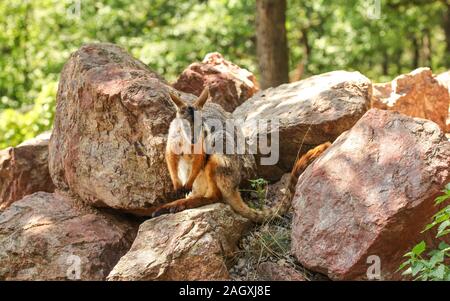 Yellow footed Rock Wallaby Känguru (Petrogale xanthopus) sitzen auf den roten Felsen Sonne beleuchtete Bäume im Hintergrund Stockfoto