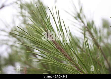 In der Nähe von einem kleinen Zweig Rosmarin grün wilde Kraut in mediterranen Land Stockfoto