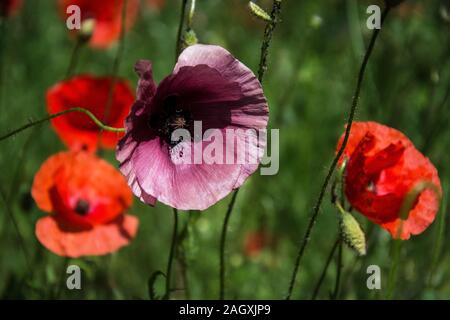 Die leuchtend roten Sonne des in Mitteleuropa wilden Klatschmohns, Papaver rhoeas, blühen ab Ende Mai und kennzeichnen den Beginn des Frühsommers Stockfoto