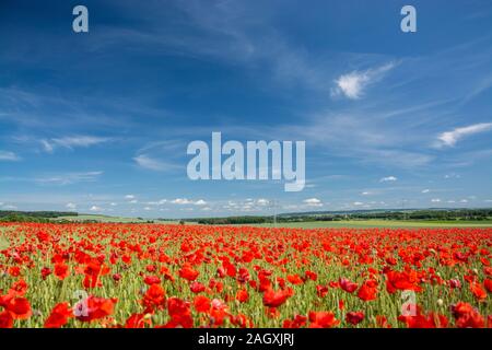 Die leuchtend roten Sonne des in Mitteleuropa wilden Klatschmohns, Papaver rhoeas, blühen ab Ende Mai und kennzeichnen den Beginn des Frühsommers Stockfoto