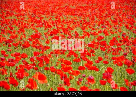 Die leuchtend roten Sonne des in Mitteleuropa wilden Klatschmohns, Papaver rhoeas, blühen ab Ende Mai und kennzeichnen den Beginn des Frühsommers Stockfoto