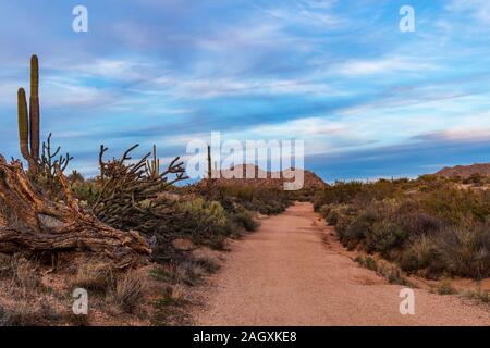 Wandern & Mountainbike Trail in der Dämmerung in Scottsdale AZ Wüste Bewahren namens Browns Ranch. Stockfoto