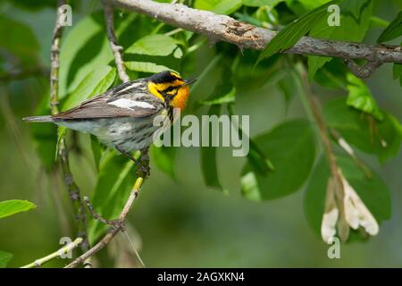 Blackburnian Warbler (Dendroica fusca), männlich, Zucht Gefieder Stockfoto