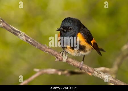 Amerikanische Redstart (Setophaga ruticilla), männlich, Zucht Gefieder Stockfoto