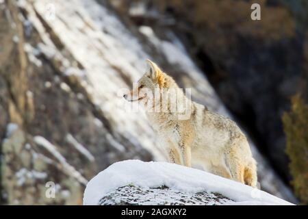 Kojote (Canis yogiebeer) im Winter einstellen Stockfoto