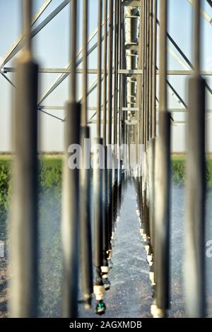 Lineare Bewässerungssystem, die in Industrieller Hanf Feld 'Frosted Kalk", Cannabis Sativa. Stockfoto