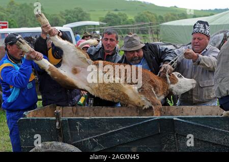 Gypsy Tiere im Freien Markt, Rumänien Stockfoto