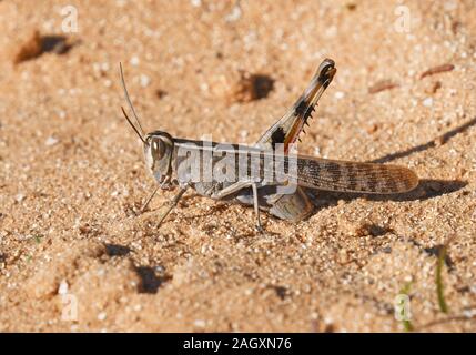 Weibliche grasshopper Eier in den Sand Stockfoto