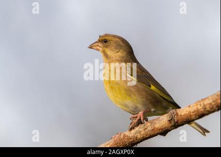 Grünfink, Chloris Chloris, thront auf einem Zweig in einem britischen Garten Bedfordshire Stockfoto