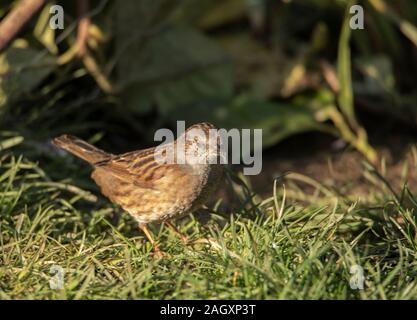 Dunnock, Phasianus colchicus, Fütterung auf dem Rasen in einem britischen Garten Stockfoto