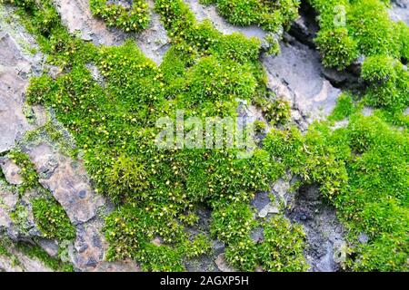 Muster der Flechten Moos und Pilz wächst auf der Rinde eines Baumes im Wald. Verschiedene Arten von alten Bäumen in einem Wald wächst. Stockfoto