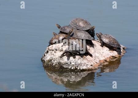 Gruppe von Swamp Schildkröten versammeln sich an einem sonnigen Rock Stockfoto